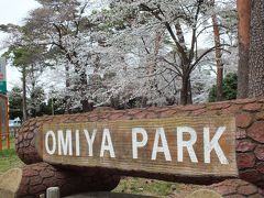 2013年　今年も大宮公園へ花見に行ってきました。