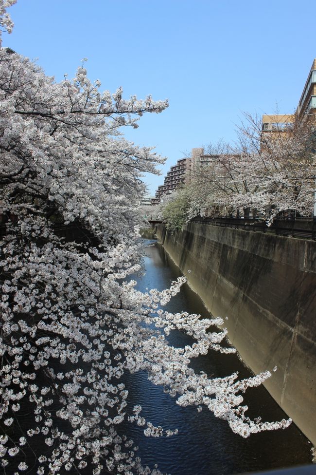 昨日に懲りず、今日も朝からデジイチ持ってお出かけ。今日の天気予報は午後から曇。ってことで、早起きをして、まだ花見客が少ない朝を狙って行ってきました。<br /><br />今回は石神井川の桜狙い。ここは真冬にチャリンコで通ってるときから、桜の時期に来てみたいと思ってたところ。<br />いかがでしょう？<br /><br />桜しか映ってねーじゃねーか！？とかそんな苦情は一切受け付けません（笑）