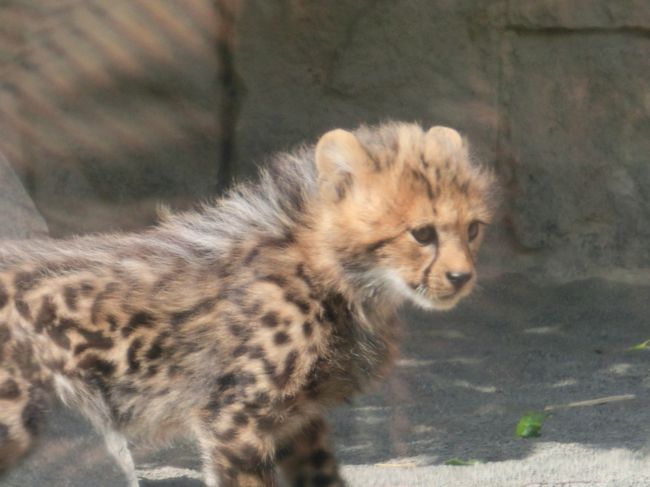 今年の1月6日にチーターに５匹の赤ちゃんが生まれ、3月9日から一般に公開されたので、大きく育つ前に観にいくことに。<br /><br />生まれた５匹の赤ちゃんのうち２匹が『キングチーター』といって、突然変異らしいのですが、毛色が普通の赤ちゃんチーターと異なります。<br /><br />