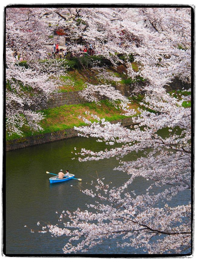 【日帰りの旅。千代田区桜スポット散策①】<br /><br />春の休日の１日。<br /><br />今年の桜前線は動きがとても速く、東京都心では３月22日に満開になったとのこと。<br />このままぐずぐずしてたら桜に置いてかれてしまう！<br />ということで、今回は東京都のど真ん中・千代田区にある桜の名所を巡ってゆきます。<br /><br />お天気も良く、また「千代田のさくらまつり 2013」というイベントもともて賑やかで、満開の桜の下、春うららな東京を感じることができました。<br /><br />〔旅の行程〕<br />・東京駅 ～ 皇居東御苑 ～ 北の丸公園 ～ 北の丸公園（千鳥が淵側）～ 代官町通り<br /><br />【旅の後半の旅行記】～2013 千代田・さくらの名所をゆく②（千鳥が淵・靖国神社・外濠公園編）～<br />　http://4travel.jp/traveler/akaitsubasa/album/10759891/<br />（千鳥が淵緑道 ～ 靖国神社 ～ 外濠公園 ～ 飯田橋駅）<br /><br /><br />〔2013 桜を愛でる旅〕<br />・早春の風物詩・色艶やかな河津桜を愛でにゆく【前編】～東海道本線・521Mに乗り伊豆半島へ～<br />　http://4travel.jp/traveler/akaitsubasa/album/10756760/<br />・早春の風物詩・色艶やかな河津桜を愛でにゆく【後編】～どこまでも続く河津桜の桜並木を眺めて…～<br />　http://4travel.jp/traveler/akaitsubasa/album/10757597/<br /><br />〔江戸東京まちなか散歩〕<br />・【その１】～向島界隈から東京スカイツリーまで～<br />　http://4travel.jp/traveler/akaitsubasa/album/10616378/ <br />・【その２】～春の浜離宮恩賜庭園と築地・月島・佃島まで～<br />　http://4travel.jp/traveler/akaitsubasa/album/10657256/ <br />・【番外編】～2012 六義園「しだれ桜と大名庭園のライトアップ」～<br />　http://4travel.jp/traveler/akaitsubasa/album/10658872/ <br />・【その３】～葛飾名所巡り（堀切菖蒲園の花菖蒲と柴又帝釈天）～<br />　http://4travel.jp/traveler/akaitsubasa/album/10680526/<br />・【その４】～上野恩賜公園・不忍池で清らかなハスの花を愛でる～ <br />　http://4travel.jp/traveler/akaitsubasa/album/10701512/