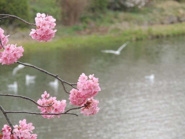 鶴見にある三つ池公園は神奈川県でも人気の桜の名所だ。<br />3月23日には6分咲きだが、気候も良く、人出は満開に近い。<br />駐車場を増設しているが全然足りないので、バスで行ったほうがいい。ところがバス待ちの行列もすごい。鶴見駅から歩くには遠すぎる。不便だが一見の価値あり。<br />