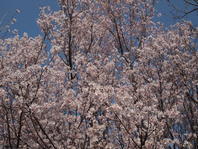 気温が上がったり下がったりが激しい近頃、東京の方では桜が満開と報じられています。<br /><br />大阪のほうでは、まだまだ咲き始めたところがあるかなというくらいでしょうか。<br /><br />万博記念公園野球場の北にある芝生ランドには桜がたくさんあります。<br /><br />晴れのこの日、ここの桜は咲き始めているでしょうか。<br /><br />ちょっと様子を見に行きます。<br /><br />【写真は、咲いているところの、ほぼ満開の桜の木です。】