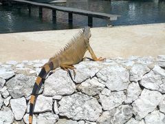ロイヤル・カリビアンで行く西カリブ海クルーズ（グランドケイマン島）