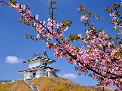 2013年観桜記　（１）宇都宮城址　満開の河津桜