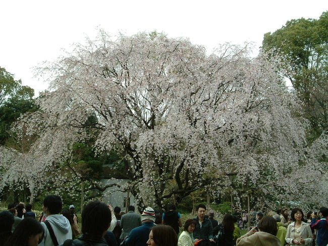 ５代将軍徳川綱吉に寵愛され、大老格まで上り詰めた柳沢吉保の屋敷跡です。どんな庭園なのか前から行ってみたいと思っていたので、今回、桜見物と絡めて行ってきました♪
