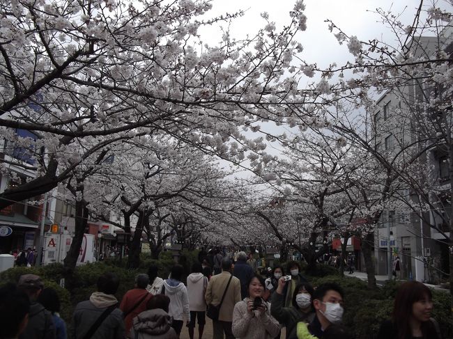 2013年の桜を見に鎌倉へ行きました。<br />今年は桜の開花が早いということで、インターネットで調査し見頃を迎えていそうなところへ。<br />段葛は、あと1週間弱くらいで満開というところでしょうか。<br />鶴岡八幡宮から頼朝のお墓までの道の桜が満開に近い状態でした。<br />次の土日（30,31日）も鎌倉の桜は楽しめそうです。<br />