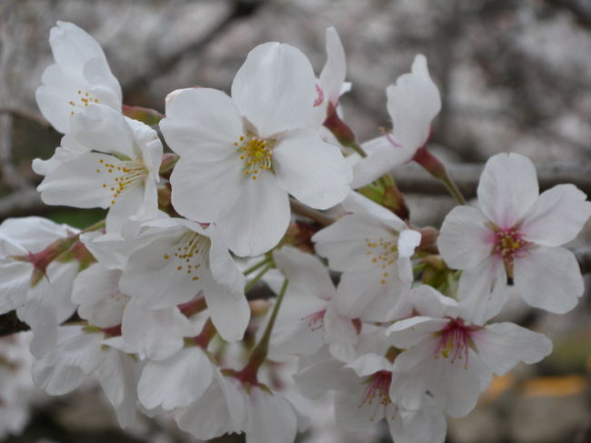 花曇りでしたが、花見に出掛けました。<br />もちろん、いつもの地元の河川敷です。<br />昨年は（４月８日）、青空を背景に桜を撮影していました。<br />今日みたいな、曇り空でも、それなりに味が出ますね。