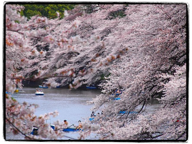 【日帰りの旅。千代田区桜スポット散策②】<br /><br />春の休日の１日。<br /><br />今年の桜前線は動きがとても速く、開花情報を見ていると、東京都心では３月22日にもう満開になったとのこと。<br />そこで今日は、東京・千代田区の桜の名所を歩いてみることに。<br /><br />旅の前半では、東京駅から皇居東御苑を抜けて北の丸公園へゆき、都内有数の桜のスポットである千鳥が淵までやってきました。<br />そして、この後半では、その千鳥が淵に沿って続く緑道を歩き、靖国神社から外濠公園まで散策の足を延ばしてみました。<br /><br />どちらのスポットも桜が満開でしたが、特に千鳥が淵の水面に向かって咲き誇る迫力に圧倒され、もうもう十分桜を満喫することができました♪<br /><br />〔旅の行程〕<br />・千鳥が淵緑道 ～ 靖国神社 ～ 外濠公園 ～ 飯田橋駅<br /><br />【旅の前半の旅行記】～2013 千代田・さくらの名所をゆく①（皇居東御苑・北の丸公園編）～<br />　http://4travel.jp/traveler/akaitsubasa/album/10759740/<br />（東京駅 ～ 皇居東御苑 ～ 北の丸公園 ～ 北の丸公園（千鳥が淵側）～ 代官町通り）<br /><br /><br />〔2013 桜を愛でる旅〕<br />・早春の風物詩・色艶やかな河津桜を愛でにゆく【前編】～東海道本線・521Mに乗り伊豆半島へ～<br />　http://4travel.jp/traveler/akaitsubasa/album/10756760/<br />・早春の風物詩・色艶やかな河津桜を愛でにゆく【後編】～どこまでも続く河津桜の桜並木を眺めて…～<br />　http://4travel.jp/traveler/akaitsubasa/album/10757597/<br /><br />〔江戸東京まちなか散歩〕<br />・【その１】～向島界隈から東京スカイツリーまで～<br />　http://4travel.jp/traveler/akaitsubasa/album/10616378/ <br />・【その２】～春の浜離宮恩賜庭園と築地・月島・佃島まで～<br />　http://4travel.jp/traveler/akaitsubasa/album/10657256/ <br />・【番外編】～2012 六義園「しだれ桜と大名庭園のライトアップ」～<br />　http://4travel.jp/traveler/akaitsubasa/album/10658872/ <br />・【その３】～葛飾名所巡り（堀切菖蒲園の花菖蒲と柴又帝釈天）～<br />　http://4travel.jp/traveler/akaitsubasa/album/10680526/<br />・【その４】～上野恩賜公園・不忍池で清らかなハスの花を愛でる～ <br />　http://4travel.jp/traveler/akaitsubasa/album/10701512/ 