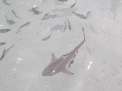 マレーシアペナン島ってどんなとこ？Day4