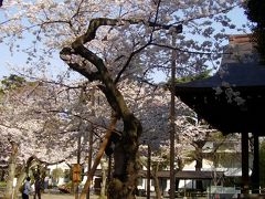 2013年　早咲きの桜をめぐる