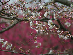 昭和記念公園「Flower Festival　2013」始まりは桜の開花リレーから