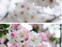 上海★桜満開！(2)　魯迅公園