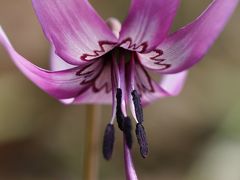 2013年　カタクリの花が咲き始めましたよ～