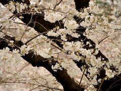 Japan　桜さくら　国立から根川緑道へ　～ミツバチばあやの冒険～