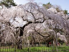 2013 京都桜だより?ー２　京都御所　前回から4日でほぼ満開に！