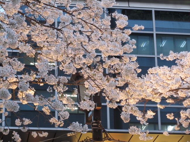 3月22日、午後5時45分頃に再び、日本橋・桜通りを通った。　この時間にはライトアップの電灯がつけてあったためか午後2時半頃の桜とは感じが違った。<br /><br /><br /><br /><br /><br />＊写真は黄昏時の満開になった日本橋・桜通り