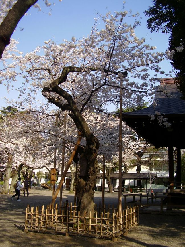 天気がよさそう。東京は桜が満開らしいということで、日光街道を歩くついでに桜を愛でてこようと、寄り道をしました。<br />＜概略＞<br />市ヶ谷駅を8時にスタート。靖国通りを歩いて靖国神社へ。<br />靖国神社、千鳥ヶ淵で桜をみて、飯田橋駅に。<br />飯田橋から、久喜経由で東武動物公園駅に10時半過ぎに到着。<br />日光街道（杉戸宿-栗橋宿）を歩いて（この部分の旅行記は書きません　写真撮らなかったんで）<br />途中、幸手の権現堂桜堤に寄り道。<br />栗橋駅に15時着。本日はここで打ち切り。<br /><br />でも、今年は、本当に桜の開花状況がはやいです。