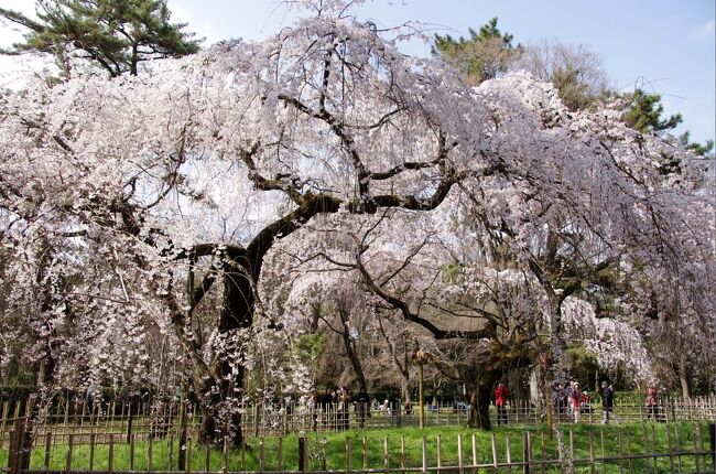 19日にもすでの三分から五分咲きやった京都御苑の枝垂れ桜がたった4日でほぼ満開になっていました。<br />桜だけでなく、モクレンや花桃も次々と開花が進み花盛りの京都御苑です。<br /><br />京都もソメイヨシノの開花が宣言され、京都の桜も思っていたより早く見頃を迎えそうな勢いです。<br /><br /><br />2012年桜だより<br />https://ssl.4travel.jp/tcs/t/editalbum/edit/10656995/<br /><br />昨年は開花は遅かったので3月30日でもまだまだでした〜<br />天候が安定しない昨今、桜も紅葉も見頃を予想するのが難しくなりましたね^^;