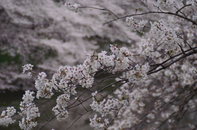 2013年3月24日（日）花寒で曇天の千鳥ヶ淵は朝からお花見の方々が大勢です。近くの靖国神社では数多くの屋台のオーナーたちが準備を始めています。今日の花見は結構寒いですので真冬の服でもいいかもしれません。