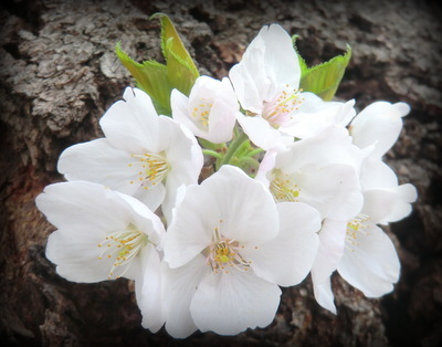 今年は、寒く、長い冬のため、梅の開花が遅れました。<br /><br />ところが3月になって、東京地方は5月の暖かさとなり、あっという間に桜が開花の様子。<br /><br />朝の報道では、千鳥ヶ淵の桜が満開とか・・・<br /><br />そして日曜日は雨の予報・・・<br /><br />桜を見るなら明日しかない、と初めて千鳥ヶ淵に行ってみることにした。<br /><br />丁度、東京八重洲に用もあったので、桜見物と、ついでに21日にオープンしたばかりの「KITTE」も覗いてみることに。<br /><br />
