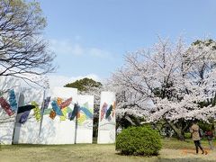 お花見　地元・平塚市総合公園