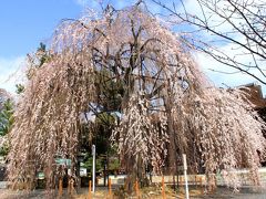 2013京都　北野白梅町　千本釈迦堂　阿亀桜　見頃です♪