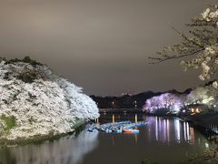 2013年　サクラ「千鳥ヶ淵」　3/23満開の桜並木はライトアップも綺麗！