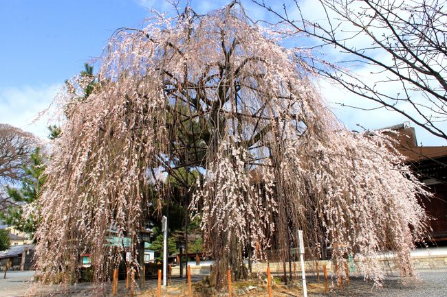 京都御苑の枝垂れが咲いた...じゃぁ　千本釈迦堂の阿亀桜も咲いてるかも<br />久しぶりに嵐電に乗って〜北野白梅町へ<br />嵐電の桜のトンネルは　まだほんのちらほら咲きでした。<br />阿亀桜は　いい感じで地面すれすれに咲いて　風に揺れていました。<br />ここは　人も少なくて　ゆっくり桜と向き合えます。<br />境内には椿も数種類咲いています。<br />阿亀桜が散る頃　ソメイヨシノが見頃になります。<br />やっといい時に逢いました。<br /><br />＜阿亀桜＞<br />その昔、 棟梁の長井飛騨守高次が本堂造営の際、柱の寸法を誤って切ってしまった。<br />妻のおかめが「短い柱に合せてすべての全柱を切ればよい」と提案し、<br />高次は無事本堂を完成させた。<br />しかし、妻が助言したことが世間に知れては夫の恥と、上棟式の前日、<br />おかめは自殺してしまう。<br />高次は妻の思いやりに感謝、上棟式に御幣におかめの面を飾ったという。<br />人々はおかめを憐れんで供養塔を本堂の前に立てたとのこと。<br />今でも家の棟上げにおかめの面を飾る習慣はこのことより。大工の信仰も厚いそうです。<br /><br /><br />