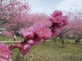 日本一の花桃の里と初めての渡良瀬遊水地−自転車で四県を走る−