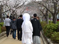 鎌倉花散歩　2013春　桜も満開だ！ Vol.1