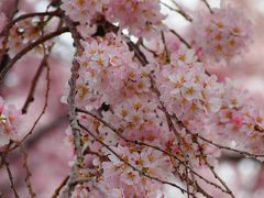 ちらほら咲きの桜をみながら...京都岡崎を散歩♪