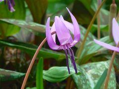 愛知県　香嵐渓飯盛山の「カタクリの花」