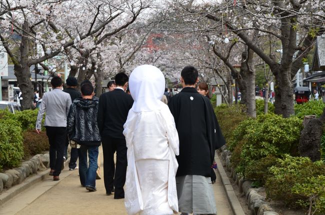 終日曇りの予報の鎌倉　今週を逃したら満開の桜が見れないのでとりあえず出かけてみました。<br />自然の中で散策のできる、春の鎌倉は桜以外にもいろんな花が楽しめます。<br />朝はどんよりしていた天気も午後からは青空になって、春の鎌倉花散歩、楽しんできました。