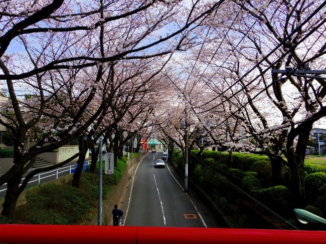 桜の季節になったら来ないと落ち着かない場所。<br />昨年同様、出勤前に早起きして行ってきました！！<br />人が少ないときに撮りたいのが狙いです。。。