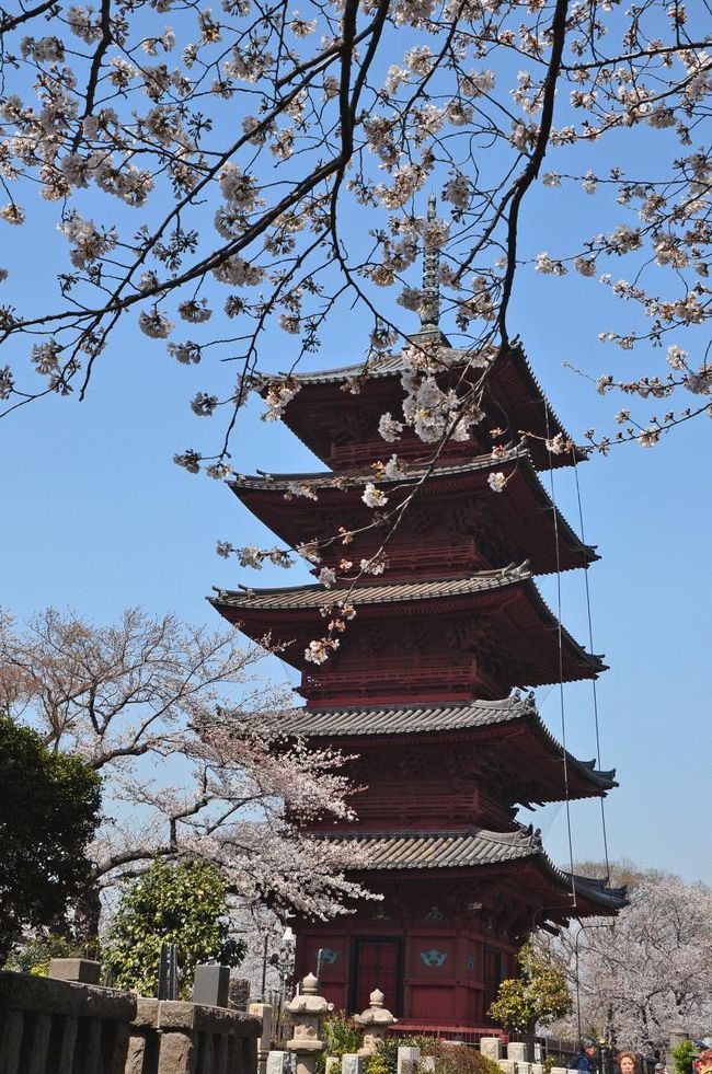 東京へ野暮用があり行ったついでに、満開近くになった桜を見てきました。<br />第２回は、池上本門寺周辺です。<br /><br />★大田区役所のHPです。<br />http://www.city.ota.tokyo.jp/index.html<br /><br />★大田区観光協会のHPです。<br />http://www.o-2.jp/<br /><br />★日蓮宗大本山池上本門寺のHPです。<br />http://honmonji.jp/00index/index2.html