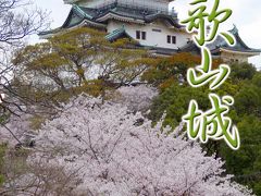 和歌山城の桜