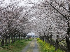 早朝ウォーキングでお花見・・・①加須市・久喜市の桜並木を訪ねる