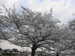 ビアンキFRETTA☆綾瀬川の桜も早く咲いた☆2013/03/23