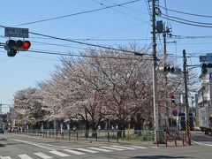 桜三昧・Part－１　２０１３．０３．２２～③登戸駅周辺～