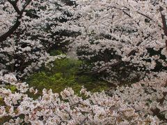 今年は、ホテル系お花見で、ちょっと大人っぽく・・・！　～高輪エリアの満開さくら～