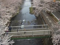 ご近所桜さんぽ　～　第1弾：町田。今年の桜は早いなぁ