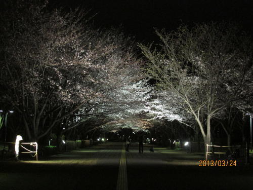 柏市の柏の葉公園・桜・ライトアップ・2013年３月
