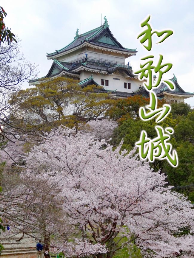 和歌山城の桜 和歌山市 和歌山県 の旅行記 ブログ By Aoitomoさん フォートラベル