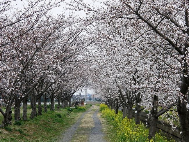 恒例になった早朝ウォーキングでお花見・・<br />今年もさくらに合わせて昨年より約２週間早く今日から始める。<br /><br />今日は日曜日、とくに計画もないのでいつもの葛西用水のコースを延長して加須市川口まで歩き、桜の並木をめぐることにする。<br /><br />①加須市・久喜市の桜並木を訪ねる<br /><br />朝５時から９時まで写真を撮りながら・・・<br />４時間・21.700歩・14km　の早朝ウォーキングを楽しみました。<br /><br />