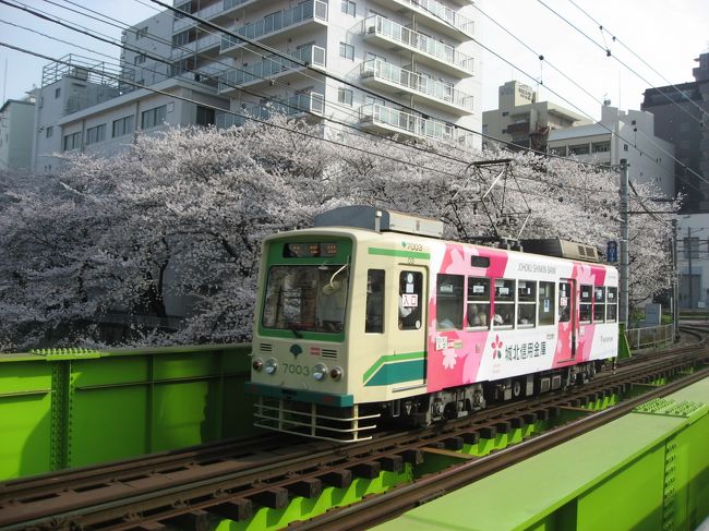 鎌倉に行こうかと思っていましたが、天気もいまいちで夕方雨の予報もあったので近くの都電荒川線に乗って神田川などの周辺の桜を見てきました。今回は桜の見所の多い早稲田～王子駅前の区間のみ乗りました。都電荒川線はバラも有名なのでバラの時期になったら残りの路線も乗ってみたいと思います。<br /><br />★散歩ルート<br />雑司が谷鬼子母神→法明寺（桜）→赤丸ベーカリー（ラスク）→旧宣教師館→金乗院（目白不動尊）→早稲田まで神田川沿いの桜を見ながら散歩→早稲田大学→ファイト餃子→扇屋（玉子焼き）→北とぴあ展望ロビー→飛鳥山公園（夜桜）