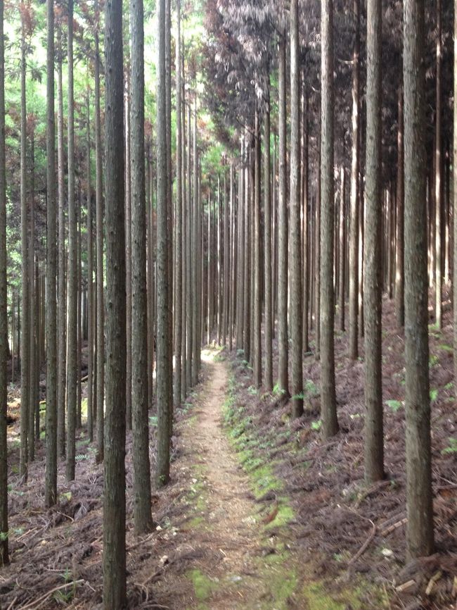 京都一周トレイル 北山西部コース（二ノ瀬～京見峠）