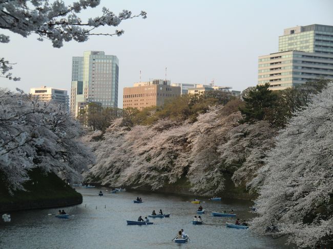 2013年3月　桜（王子、九段下、浦和）