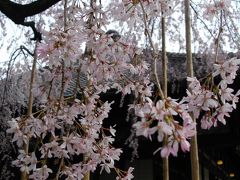 2013 浅草　伝法院のしだれ桜～♪　