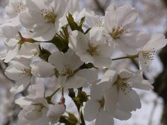 狩野川リバーサイドパークの河津桜 伊豆長岡温泉 静岡県 の旅行記 ブログ By Hn11さん フォートラベル 狩野川リバーサイドパークの河津桜 伊豆長岡温泉 静岡県 の旅行記 ブログ By Hn11さん フォートラベル
