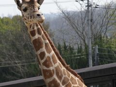 Solitary Journey ［1177］ ささやかなひととき～ぽかぽか陽気の中、孫娘と動物園へ行きました。＜福山市立動物園＞広島県福山市